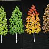 Examples of colors for aspens