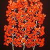 Blaze, Triple Aspen 68" x 35"